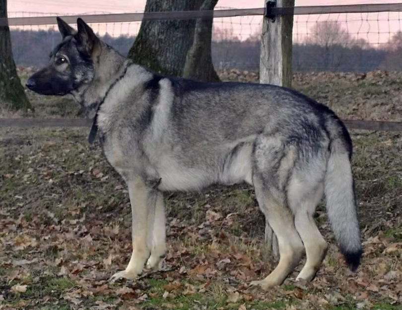 Bapu Breeding Visual