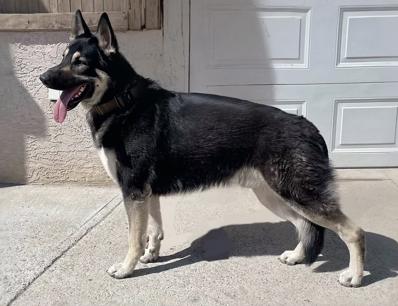 Barry Breeding Visual