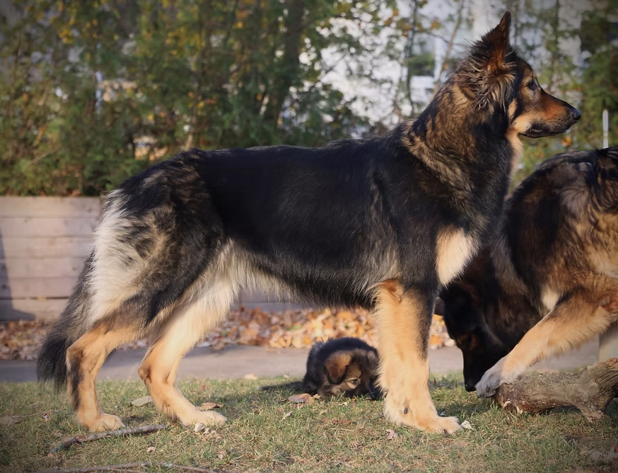 Wilderness' Dark Helix (Ivy)