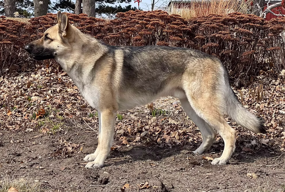 King of The North Sworn Oath to SNS (Kävik)