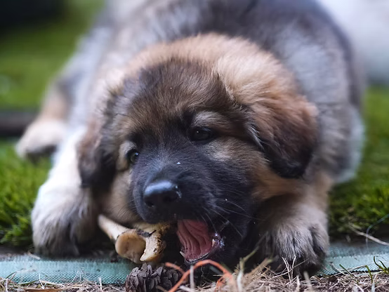 Mixal & Johnny Cash Puppy 1