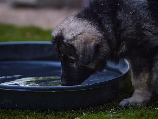 Mixal & Johnny Cash Puppy 2