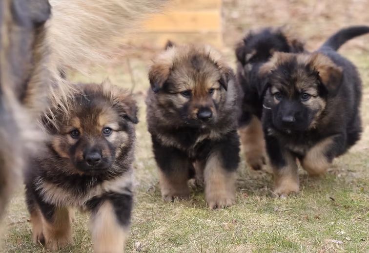 Mixal & Darko Puppy 1