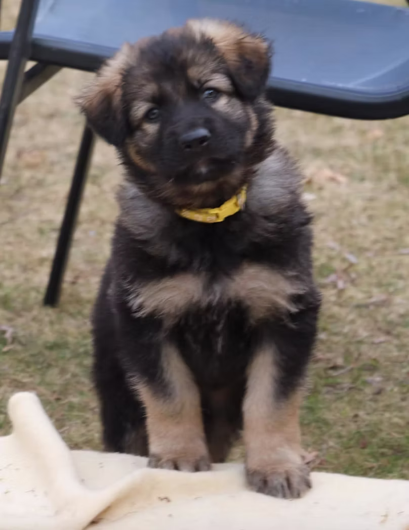 Mixal & Darko Puppy 3