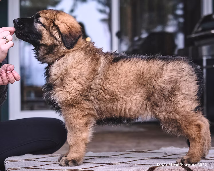 Mixal & Fortune Puppy 1