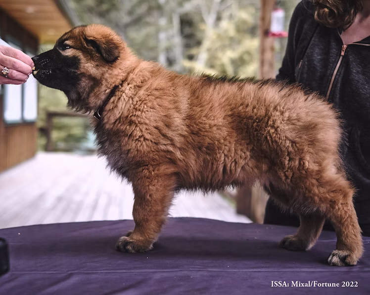 Mixal & Fortune Puppy 2