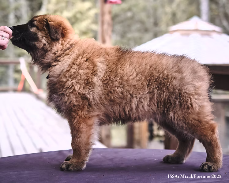 Mixal & Fortune Puppy 3