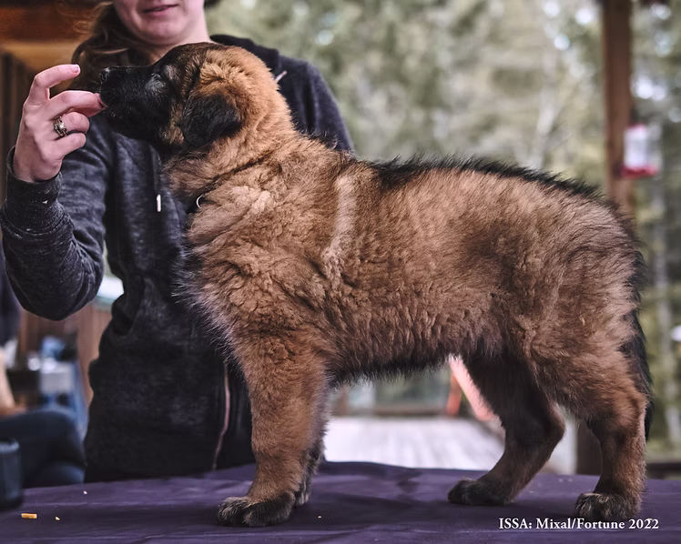 Mixal & Fortune Puppy 4