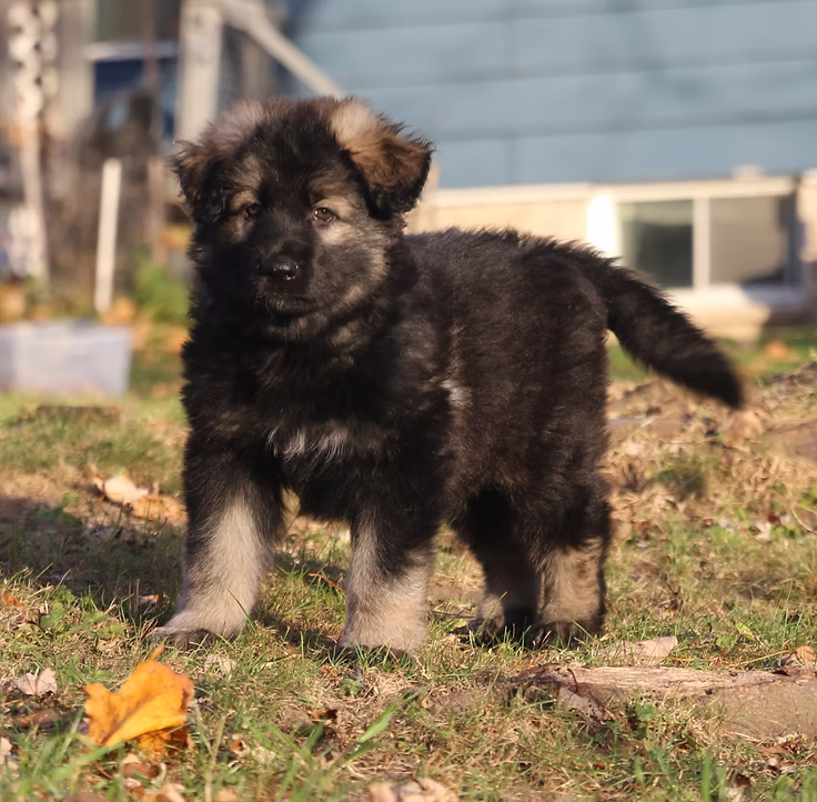 Mixal & Valla Puppy 1