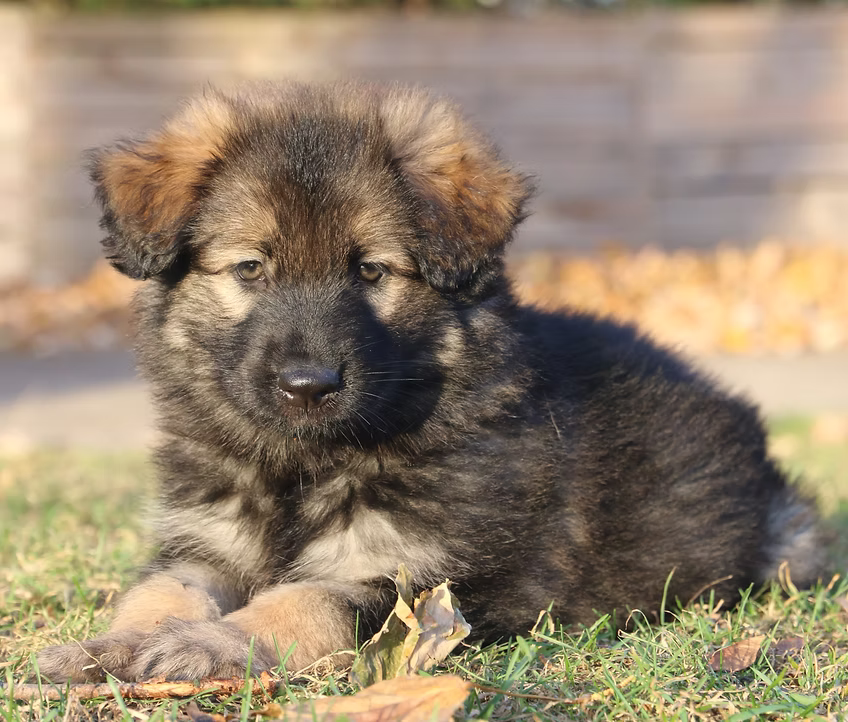 Mixal & Valla Puppy 4