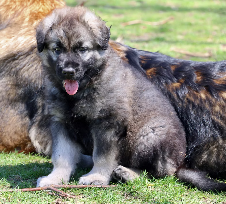 Mixal & Zoran Singleton Male