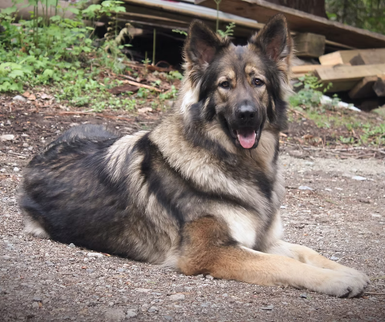 Guardian's Reflection of Wildfire 'Mixal'