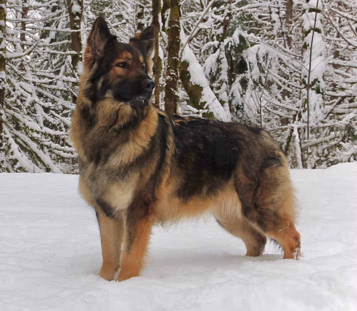 Guardian's Reflection of Wildfire 'Mixal'