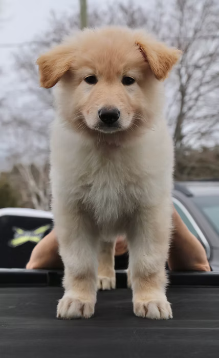 Roka & Riggs Puppy 1