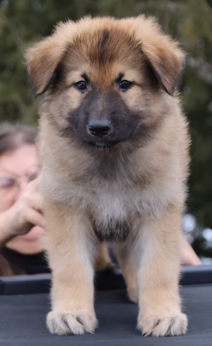 Roka & Riggs Puppy 2