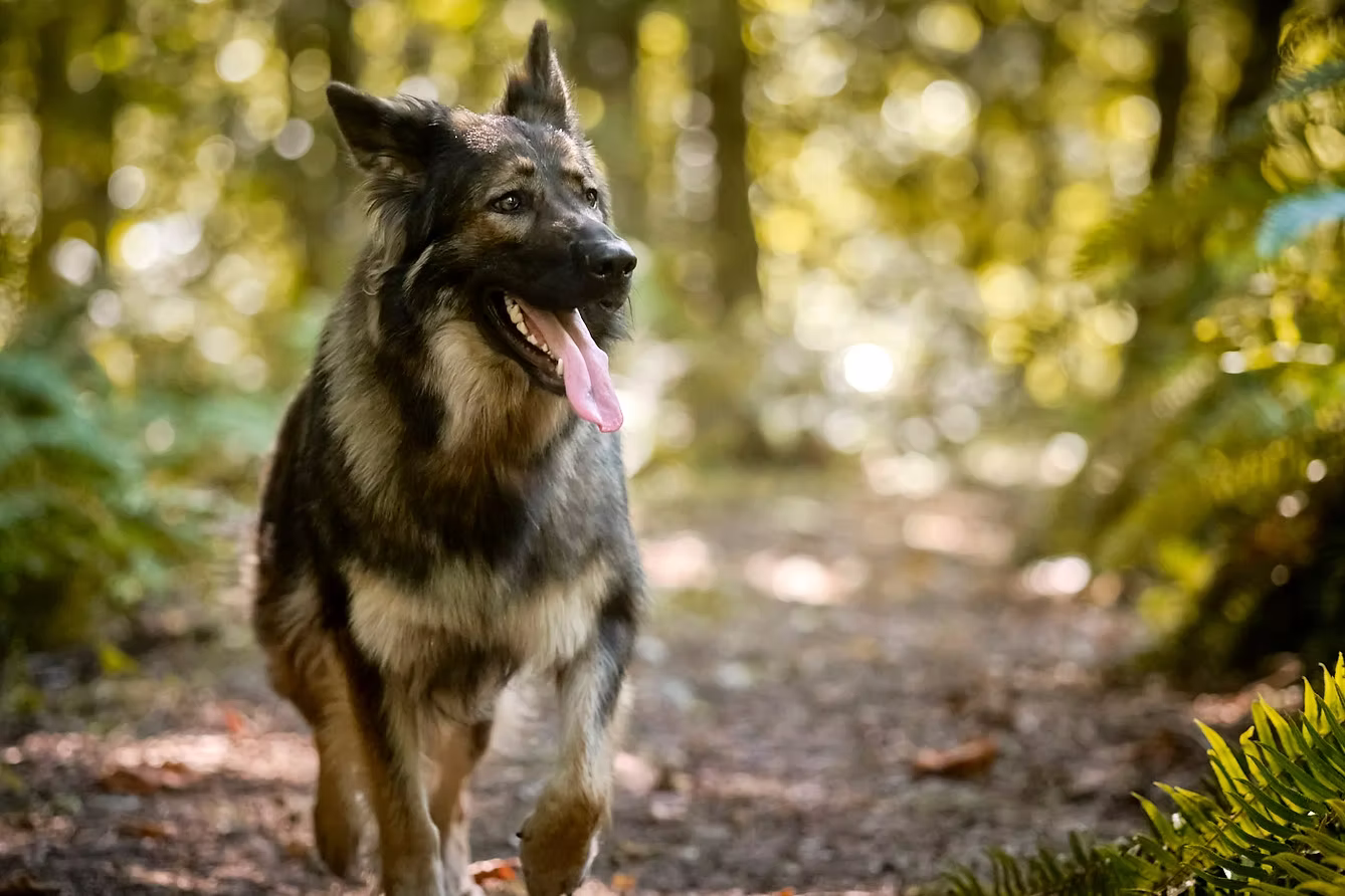 Puppy Shiloh Shepherd
