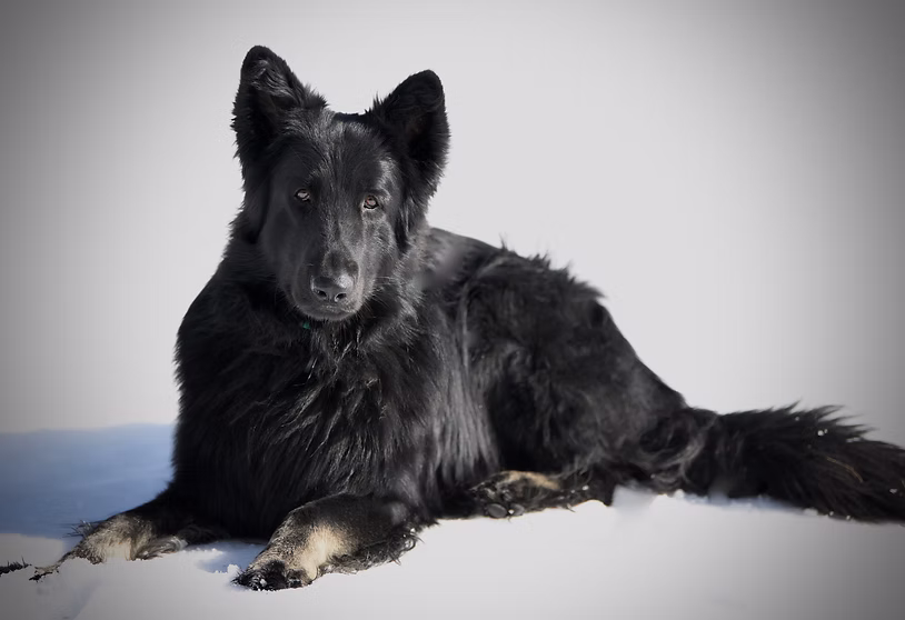 Shahayla's Vallavaraiyan 'Valla'