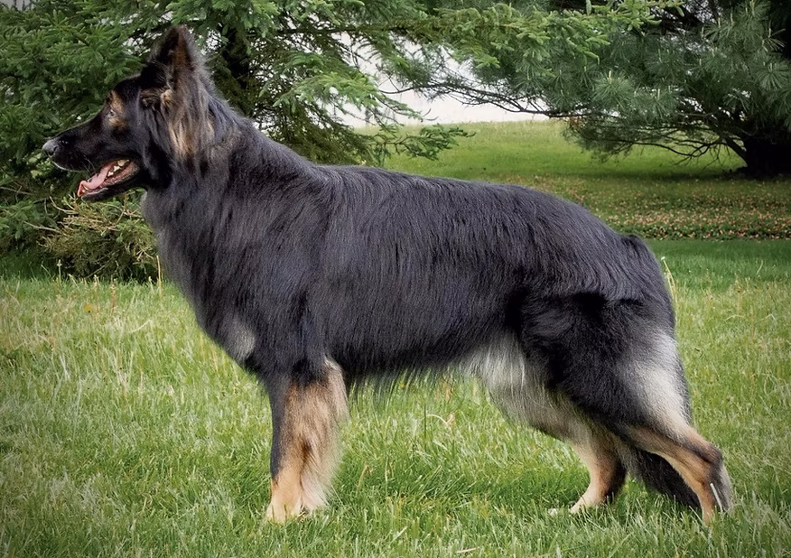 Winchester Breeding Visual