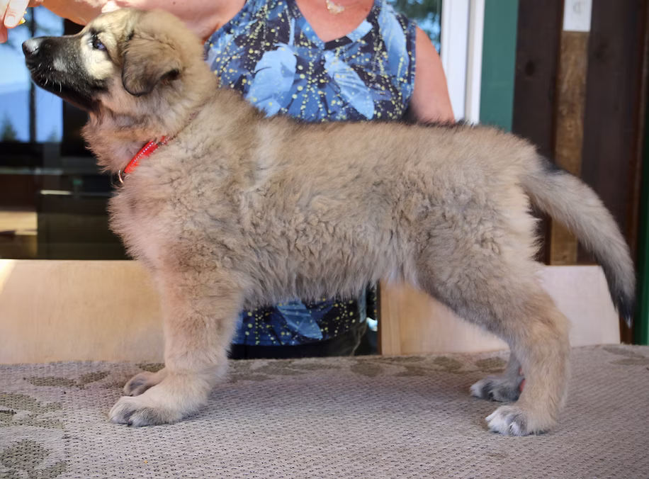 Zuva & Zoran Puppy 1